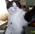 Patsy Shinault's profile image