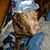 DaLu Ross's profile image