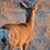 Jane Pietrangelo's profile image