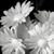 Renee Leslie's profile image