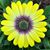 Debbie An's profile image