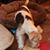Terrier Fox's profile image