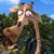 Julie Skelton's profile image