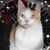 Dianne Lamb's profile image