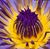 Diah Nawang D's profile image
