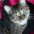 Lori Braig-Trautner's profile image