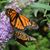 Mary Ladden's profile image