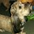 Ro Willcott's profile image