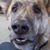 Michael Pivero's profile image