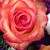 Nancy Walloch Dosher Bailey's profile image
