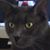 Alice No's profile image