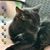 Donna DiLauro Lillard's profile image