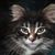 Jeffery P DeLap's profile image