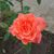 Debbie Garcia's profile image