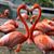 Deborah Harrison's profile image