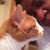 Sharon Curtis's profile image