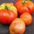 JoAnn P.'s profile image