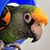 Shawna Theobald's profile image