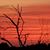 Esther Bigler Thorpe's profile image