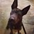 Chris Franz McAllister's profile image
