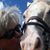 Amy Boswell's profile image
