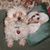 Lauri Nobles Davis's profile image