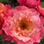 Gretchen Conner Humphrey's profile image