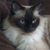 Linda Levak's profile image