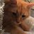 Gina Sophia Coghlan's profile image