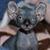 Frank Kelly's profile image
