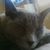 Sheryl Bratcher's profile image