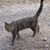 Laurel Paulson-Pierce's profile image