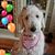 Cari Ann's profile image