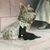Anita Collins's profile image