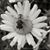 Sue Duke's profile image