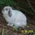 Steve Brunner's profile image