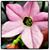 Michelle Thorne's profile image