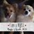 Angela Morris Wilmoth's profile image