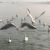 Vipin Kumar Goyal's profile image