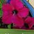 Sharon Difilippo's profile image