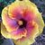 Sheila Reuter Bain's profile image