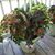 Brenda Swindell's profile image