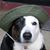 Dennis Blotch's profile image
