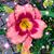 Emily Green Webster's profile image