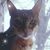 Stephanie Hoering's profile image