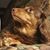 Cindy Leoni's profile image