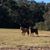 Sue Bourque's profile image