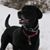 Brandel Lackman's profile image
