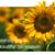 Cindi Allen Wilcox's profile image