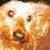 Dax Volks's profile image